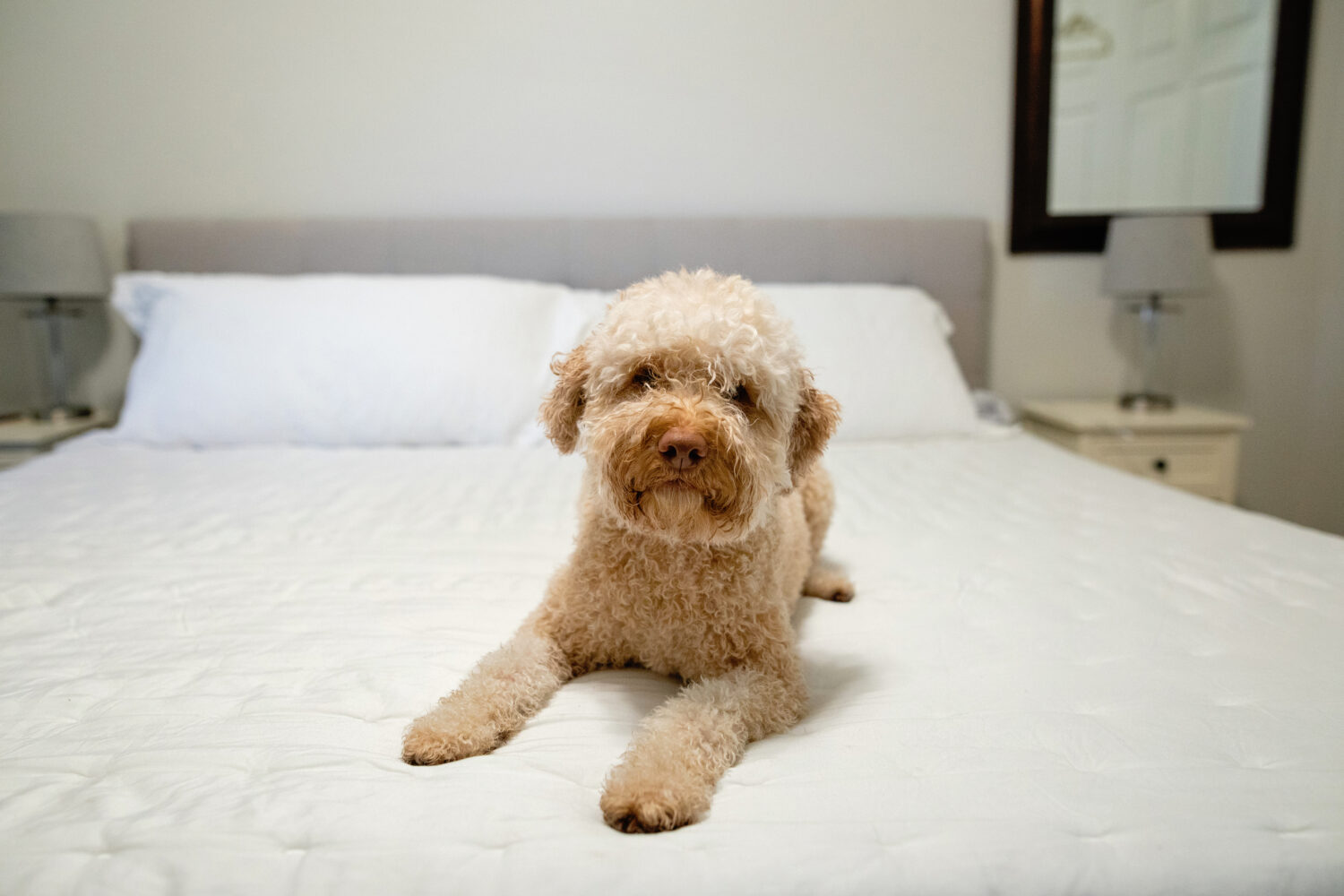 Italian Water dog posing on the bed