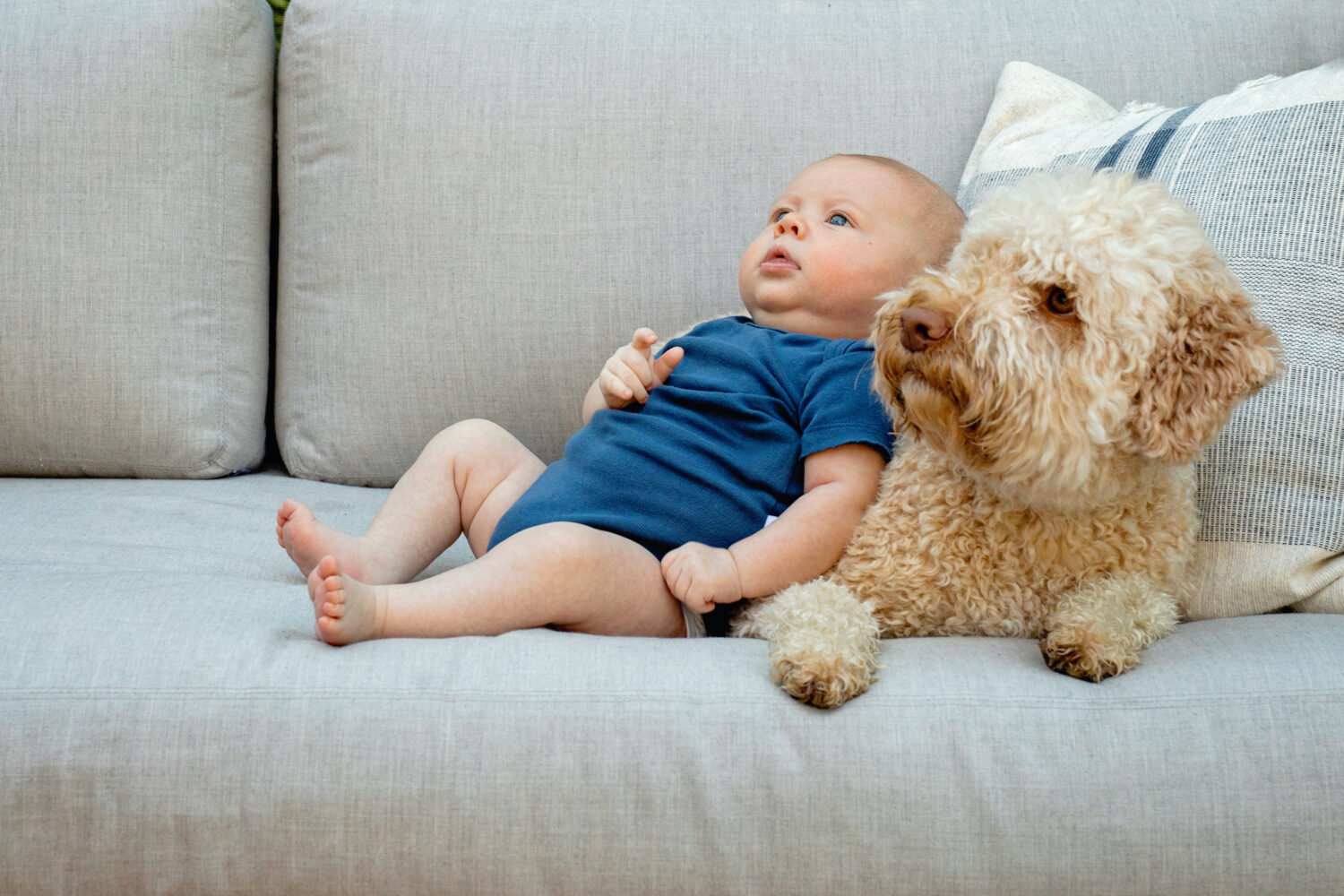 baby laying on dog on a couch