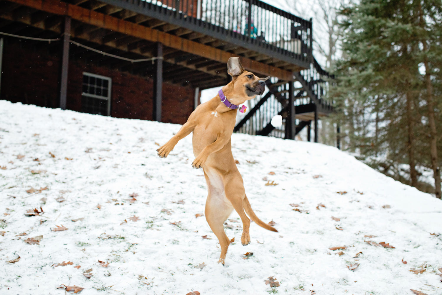 dog catching snow ball